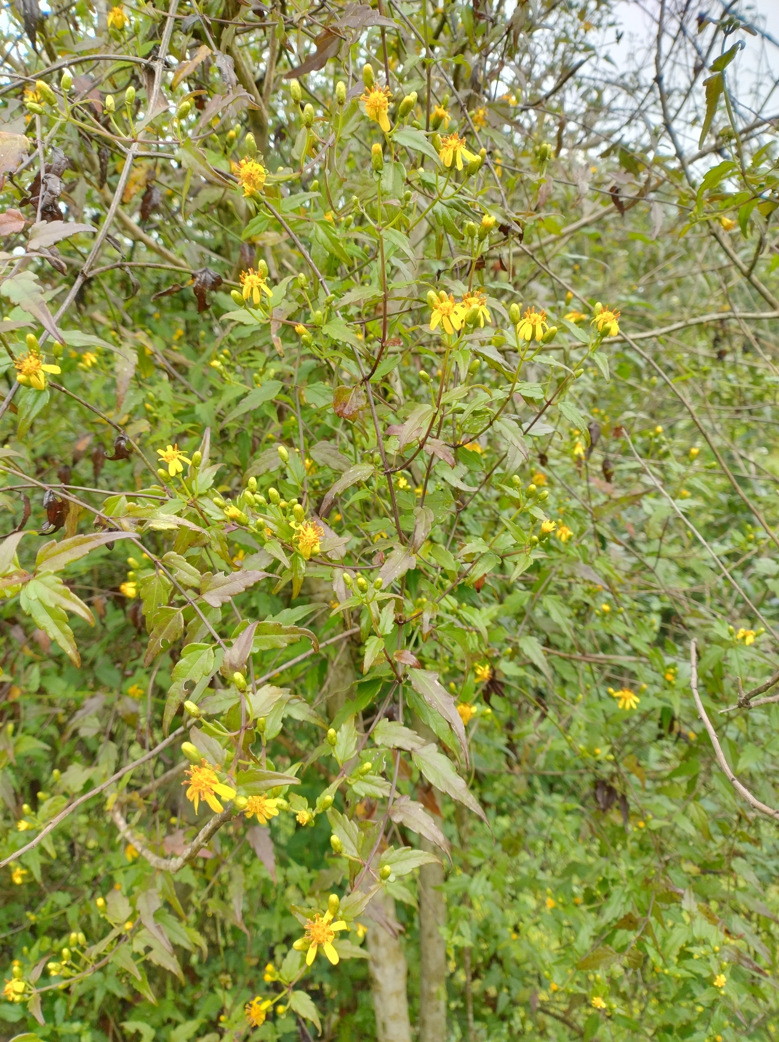 Imagem de Arnica