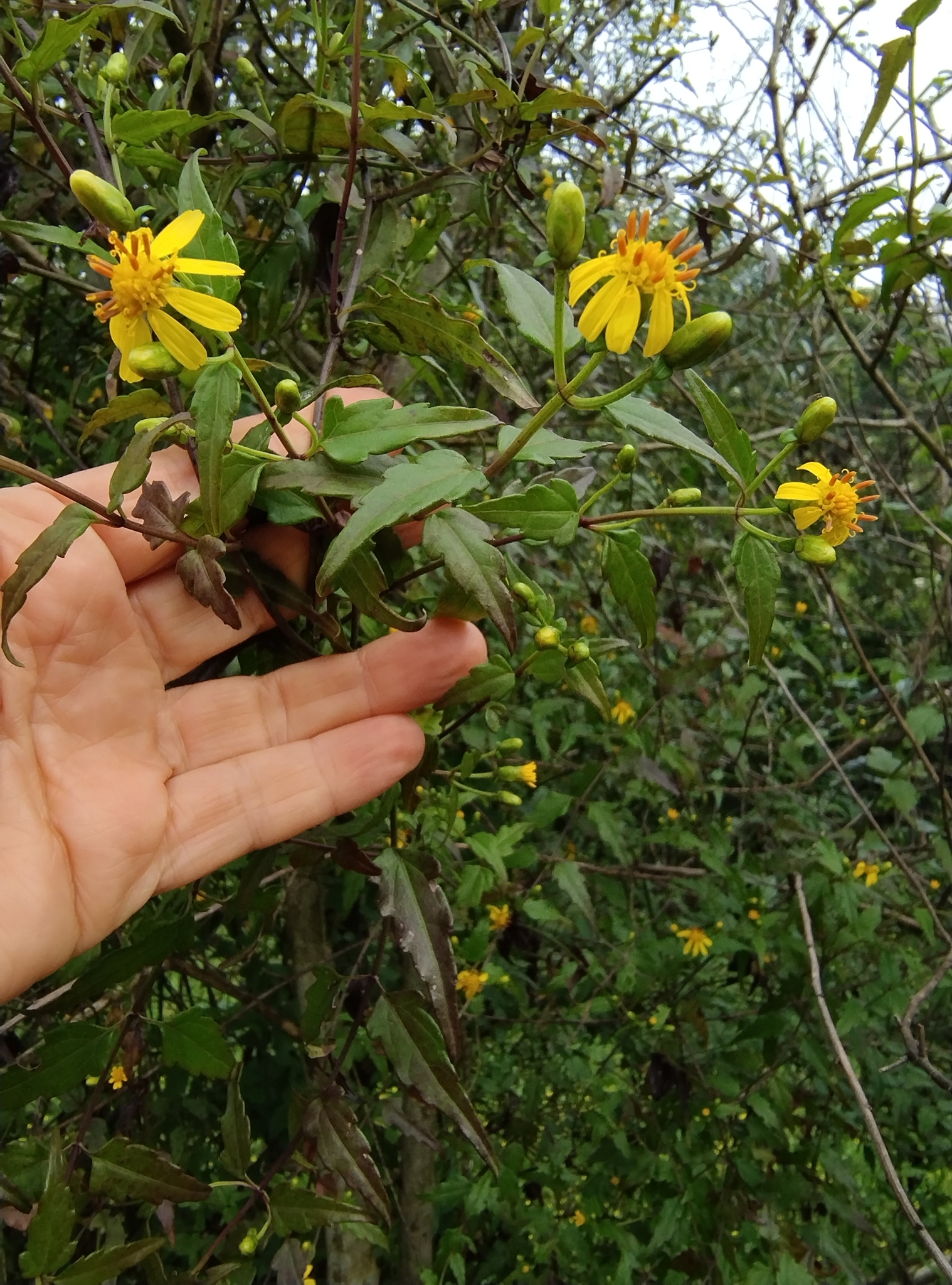 Imagem de Arnica