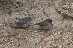 Junco hyemalis townsendi