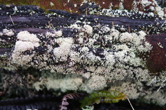 Neophyllis melacarpa