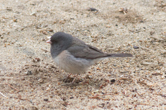 Junco hyemalis townsendi