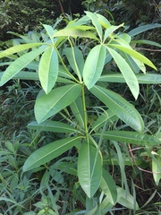 Alstonia