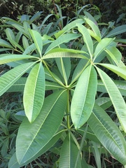 Alstonia