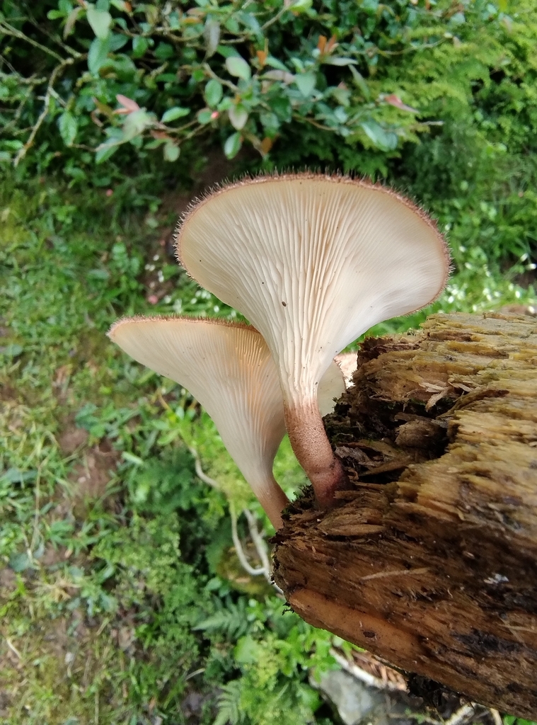 Panus strigellus · September 2024 · photo: © lelacappelli (iNaturalist, cc0)