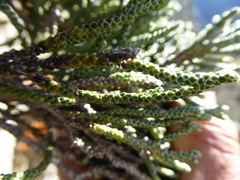 Helichrysum intermedium