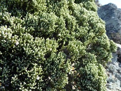 Helichrysum intermedium