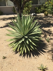 Agave vivipara