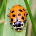 13-spotted Lady Beetle - Photo (c) Denis Doucet, some rights reserved (CC BY-NC), uploaded by Denis Doucet
