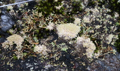 Neophyllis melacarpa