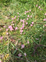 Lysimachia tenella