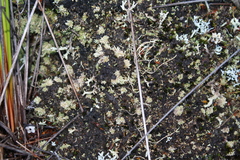 Neophyllis melacarpa