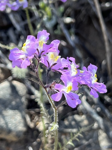Image of Poor Man’s Orchid (Schizanthus porrigens) by (c) Ben Lyle Bedard, some rights reserved (CC BY)