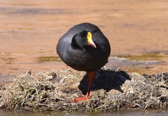 Fulica gigantea