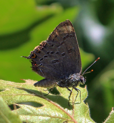 Satyrium edwardsii