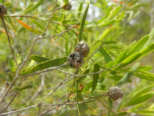 Asteromyrtus lysicephala observed 2024-09-19