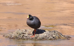 Fulica gigantea