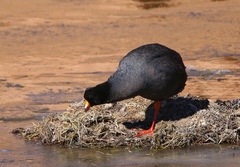 Fulica gigantea