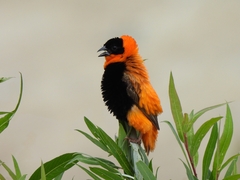 Northern Red Bishop photo 4