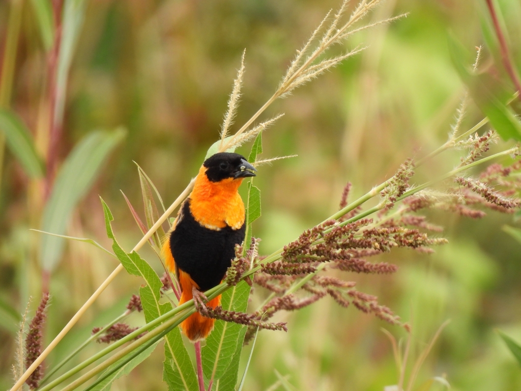 Northern Red Bishop