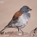 Red-backed Sierra-Finch - Photo (c) Sebastián Lescano, some rights reserved (CC BY-NC)