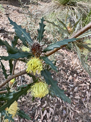 Image of Banksia squarrosa by (c) pimelea, some rights reserved (CC BY)