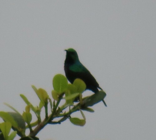 Purple-banded Sunbird (Cinnyris bifasciatus), photo 4