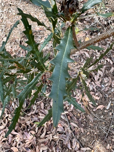 Image of Banksia squarrosa by (c) pimelea, some rights reserved (CC BY)