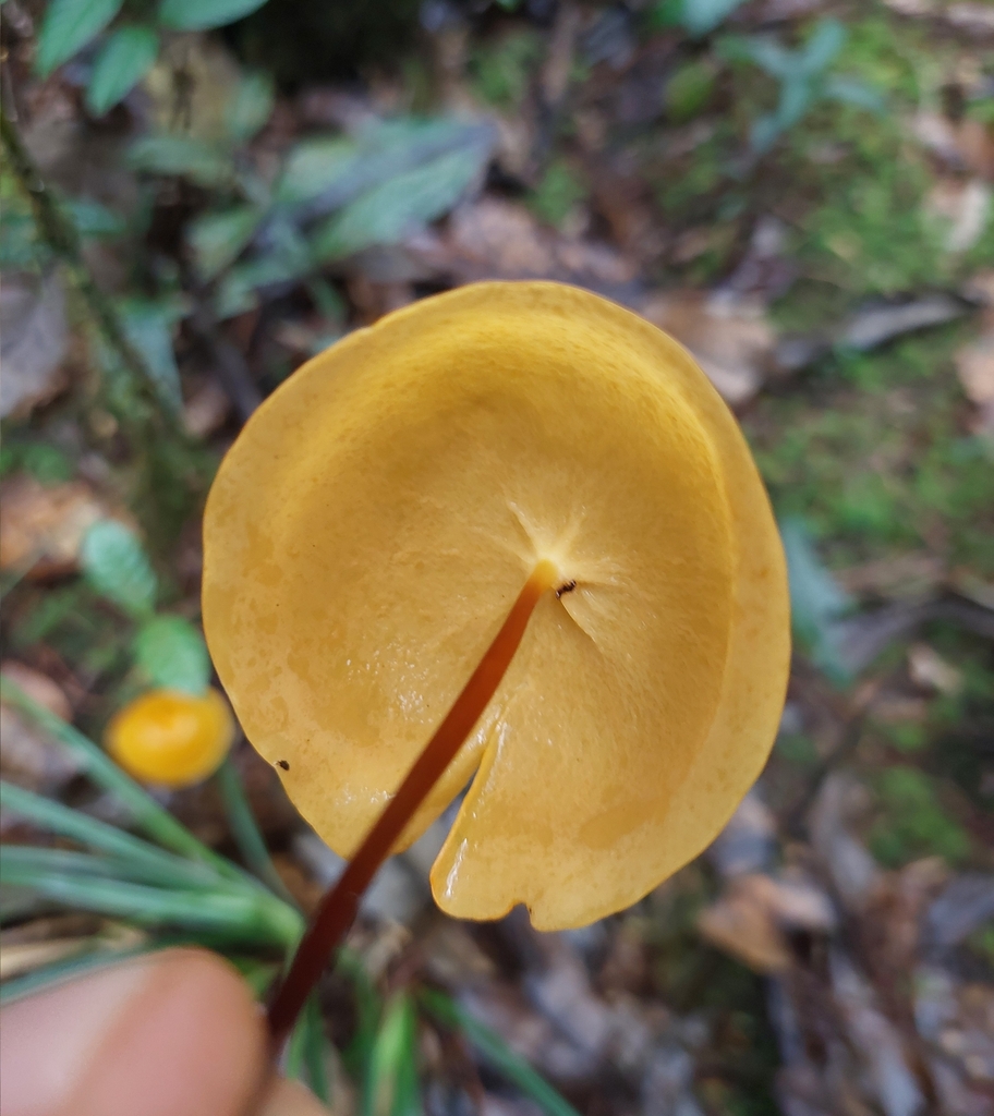 Marasmius hymenogloeus · May 2024 · photo: © danielmesa1 (iNaturalist, cc-by)