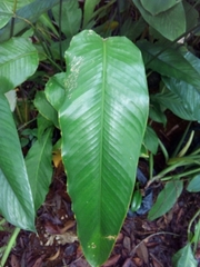 Calathea platystachya
