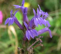 Lobelia urens
