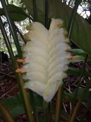 Calathea platystachya