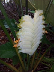 Calathea platystachya