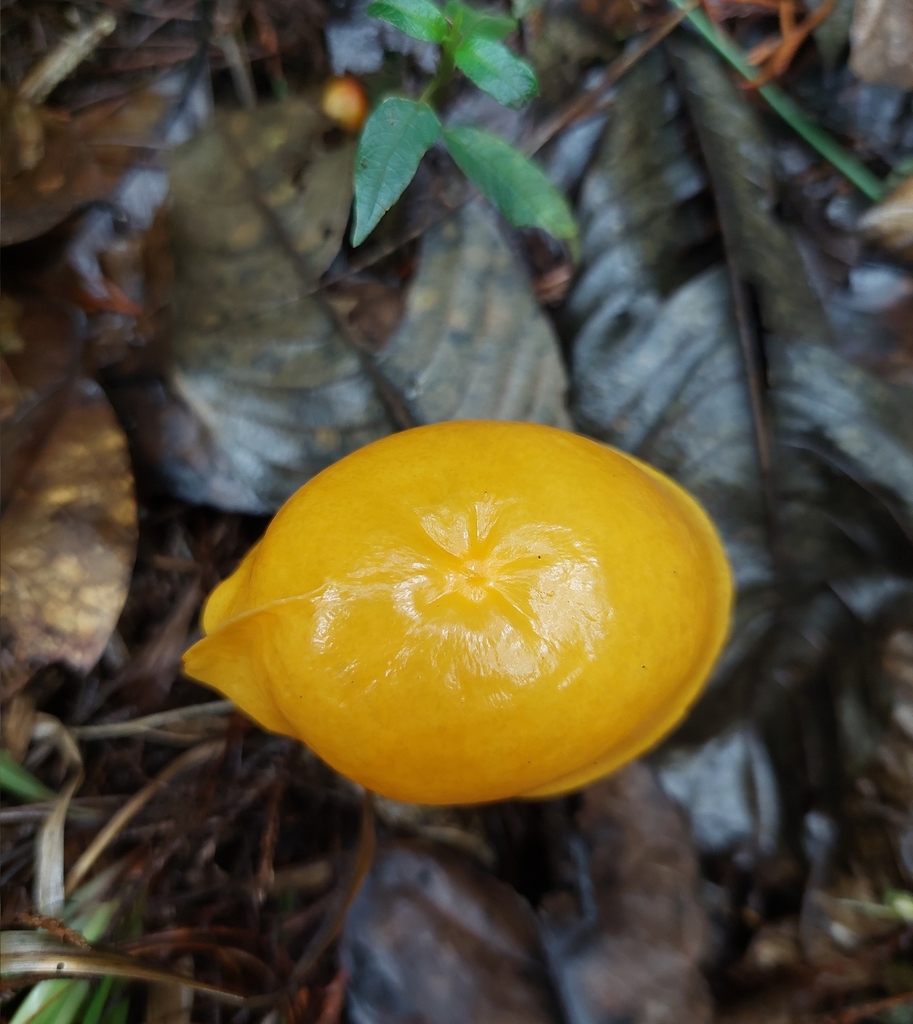 Marasmius hymenogloeus · May 2024 · photo: © danielmesa1 (iNaturalist, cc-by)