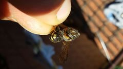 Rhodanthidium septemdentatum