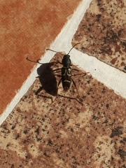Xylotrechus antilope