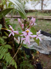 Epidendrum ibaguense