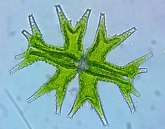 Micrasterias mahabuleshwarensis