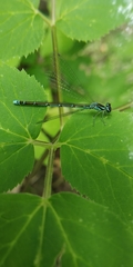 Coenagrion johanssoni
