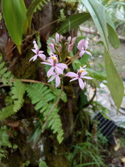 Epidendrum ibaguense