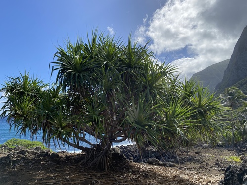 Pandanus tectorius observed 2024-09-19