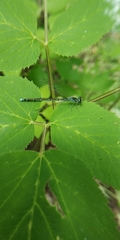 Coenagrion johanssoni