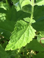 Scutellaria altissima