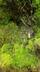 Schistostega pennata image