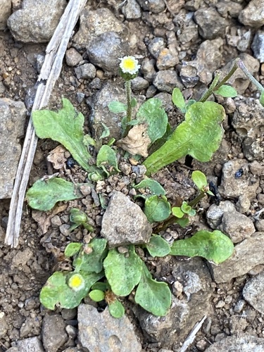 Erigeron bellioides observed 2024-09-19