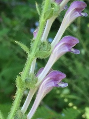 Scutellaria altissima