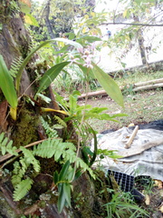 Epidendrum ibaguense