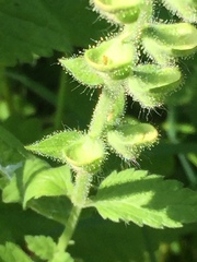 Scutellaria altissima