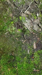 Schistostega pennata image
