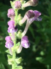 Scutellaria altissima