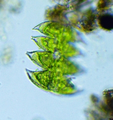 Micrasterias laticeps